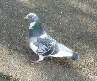 Kelsey Park, Determined Pigeon