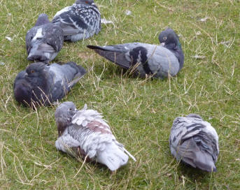 Pigeons lazing around