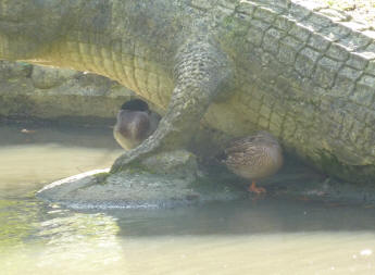 Ducks under alligator