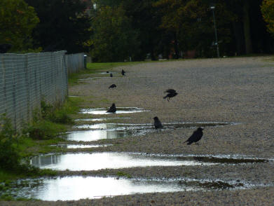 Crows in puddles