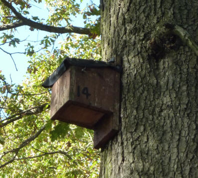 Crystal Palace bat box