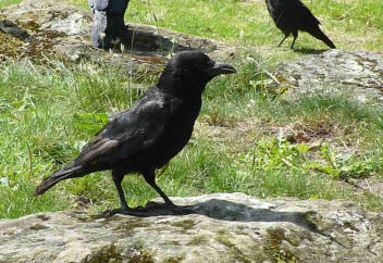 crow