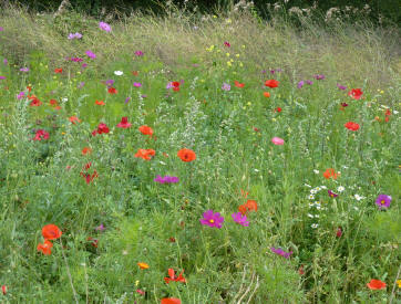 Poppies growing