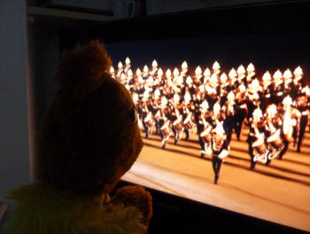 Teddy watching Edinburgh Tattoo on television