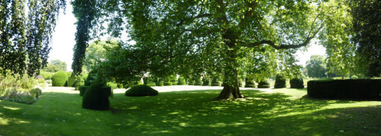 Tree shadows