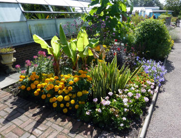 Banana plants and flowers