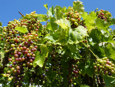 Grapes on pergola