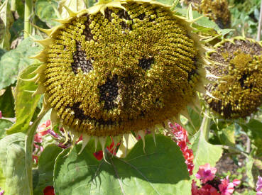 Smiley sunflower