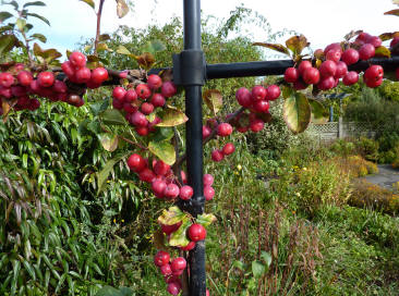 Crab apples