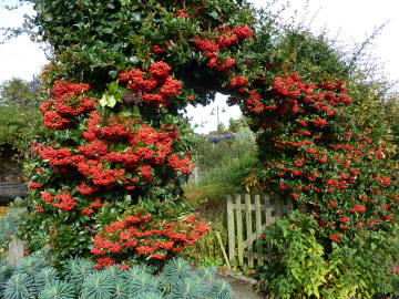 Pyracantha arch