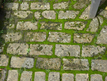 Mossy brick paving