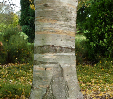 Stripy birch trunk