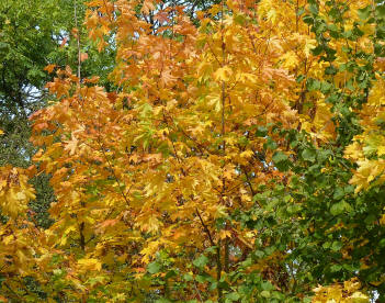 Yellow autumn leaves