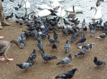 Hyde Park pigeons