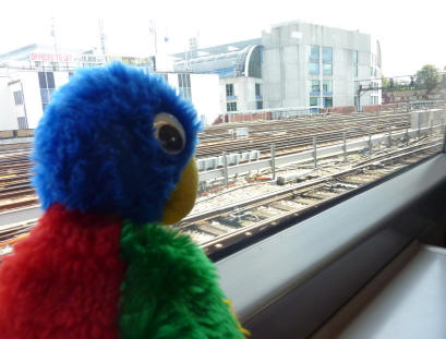 Blue Parrot at train window
