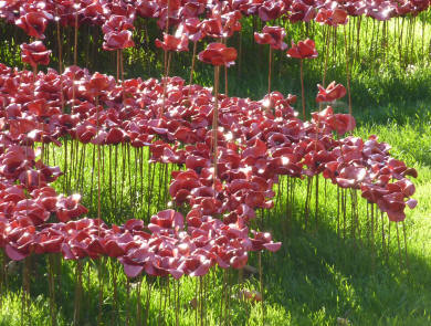 Ceramic poppies