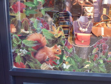 Shop window - red squirrel