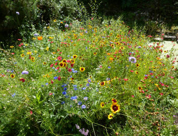Colourful wild flower display