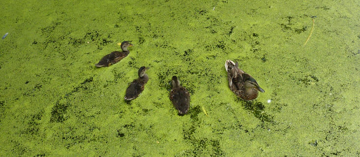 Ducks swimming through duckweed