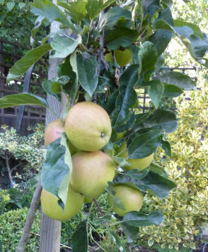 Cox apples