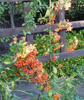 Pyracantha