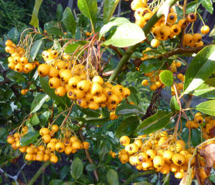 Pyracantha