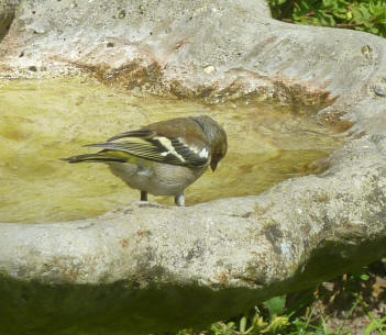 Chaffinch in birdbath