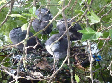 Four coots on nest