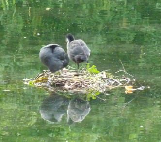 Two coots on nest
