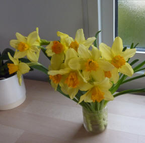 Daffodils