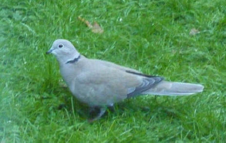 Collared dove