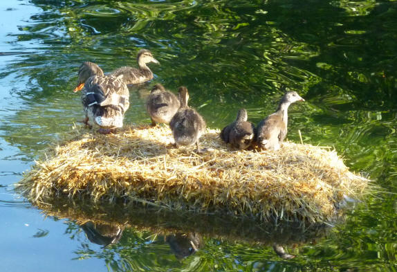 Ducks on straw bale