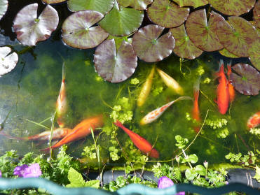 Goldfish lazing in blanket weed