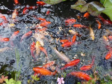 Goldfish feeding