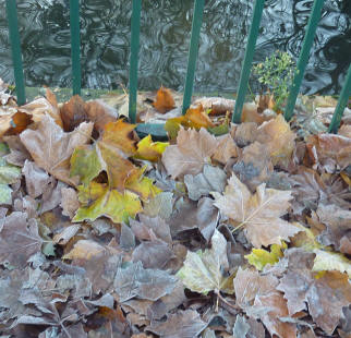 Frosty leaves