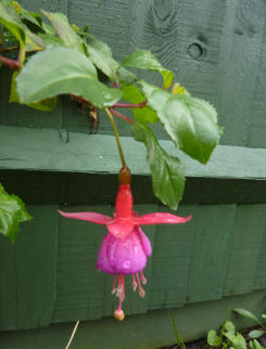 Fuchsia