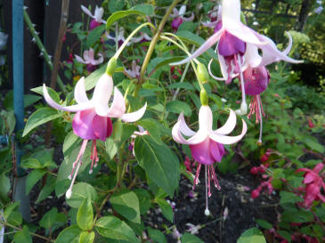 Fuchsia white