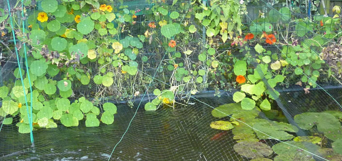 Nasturtiums by pond
