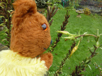 Evening primrose last bud