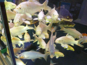 Crowd of fish