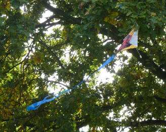 Kite toy in tree