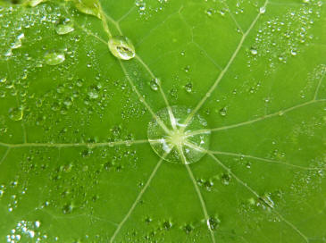 Water on nasturtium