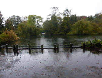 Rainy park pond