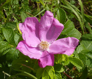 Rose Rugosa flower