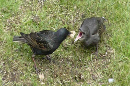 Starlings with bread