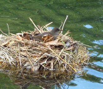 Bird nesting on straw bale