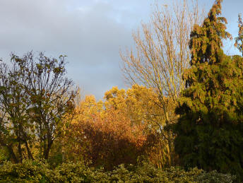 Dawn sun on trees