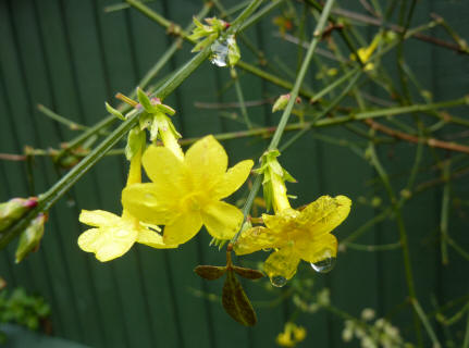 Winter jasmine