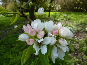 Apple blossom