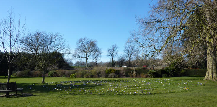 Turf maze with crocuses